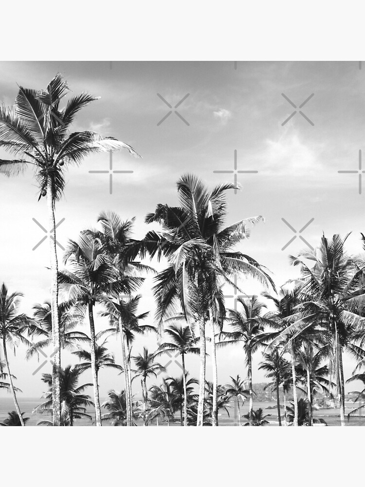 Palmtrees sky black&white by ColorsHappiness
