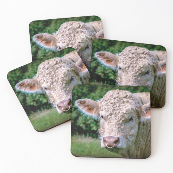 Item preview, Charolais Bull designed and sold by ScenicViewPics.