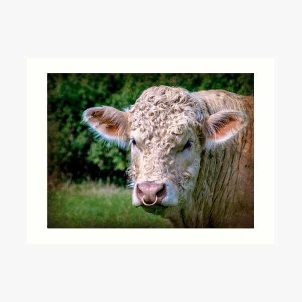 Charolais Bull Art Print