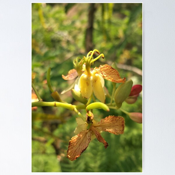 Item preview, Tamarind flower for design designed and sold by Bibash.