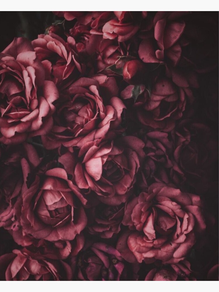 "Dusky pink rose " Canvas Print for Sale by Neenoh Redbubble