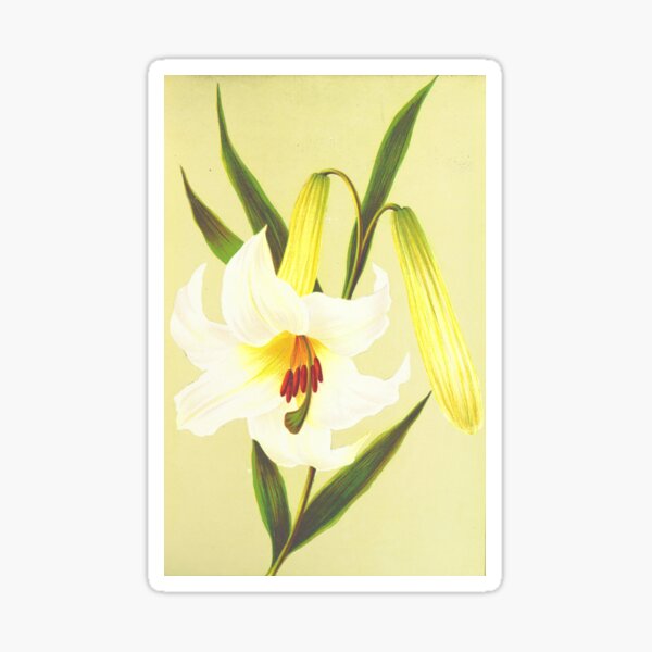 Item preview, Flower illustration - vintage book designed and sold by ZvekiVintage.