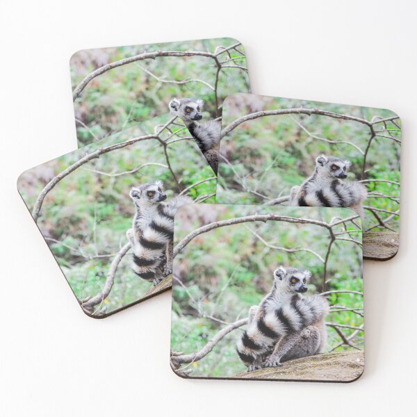 Item preview, Ring-tailed lemur, Madagascar  designed and sold by tegant.