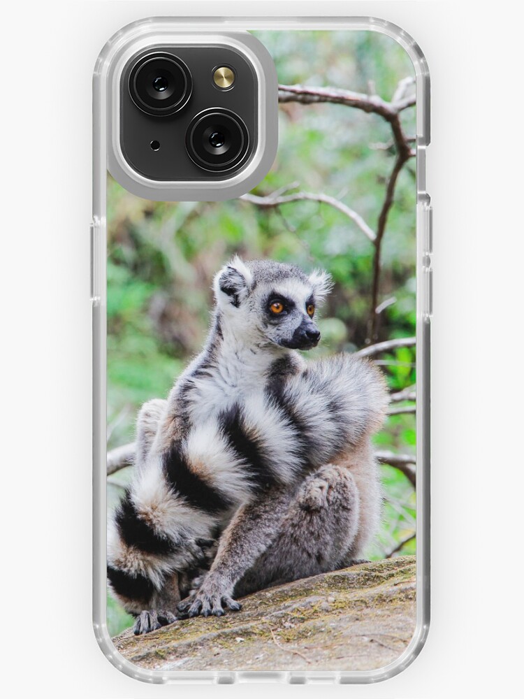 Ring-tailed lemur, Madagascar iPhone Case