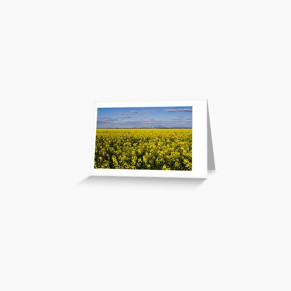 Item preview, Canola fields, Millie designed and sold by NarrabriCards.