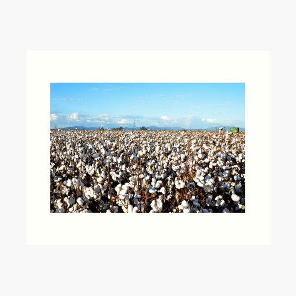 Item preview, Cotton fields, Narrabri designed and sold by NarrabriCards.
