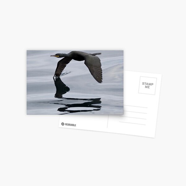 Item preview, Low flying shag designed and sold by Alan Mackinnon.