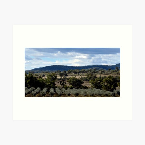 Item preview, Olive Grove, Eulah Creek  designed and sold by NarrabriCards.