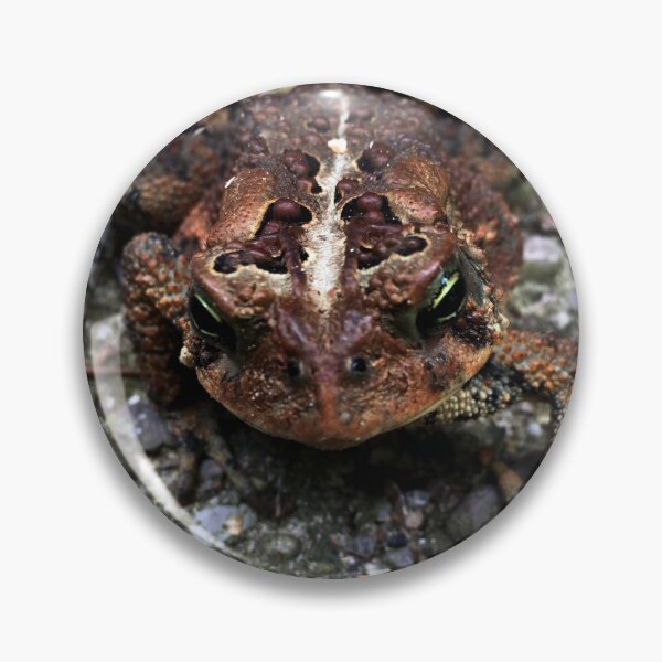 Item preview, American Toad designed and sold by Speckle.
