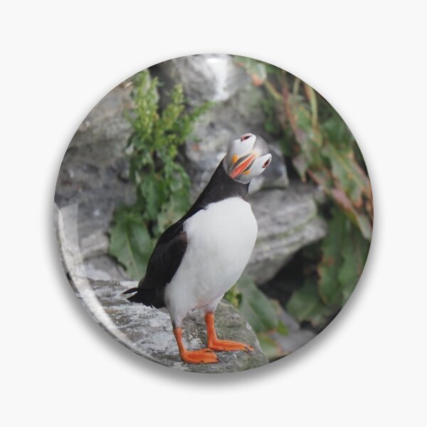 Item preview, An inquisitive puffin  designed and sold by Alan Mackinnon.