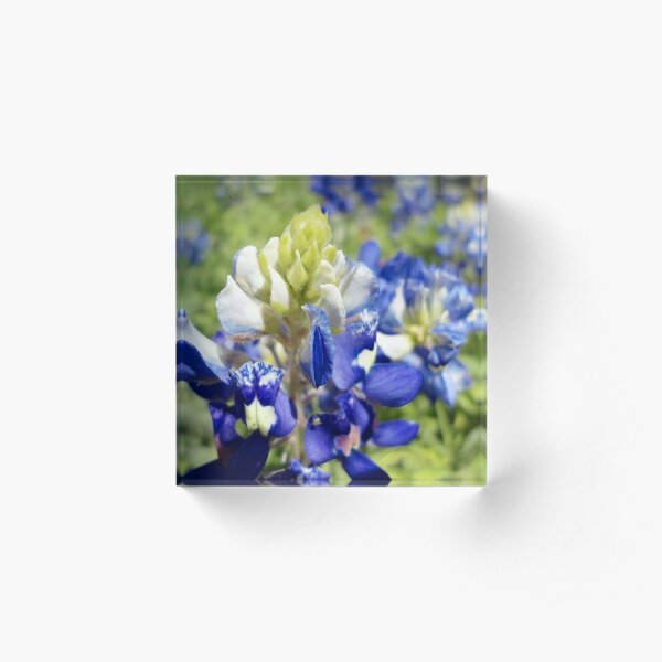Bluebonnet with bug upon it Acrylic Block
