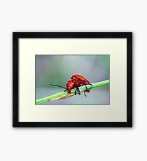 Soldier on! Framed Print