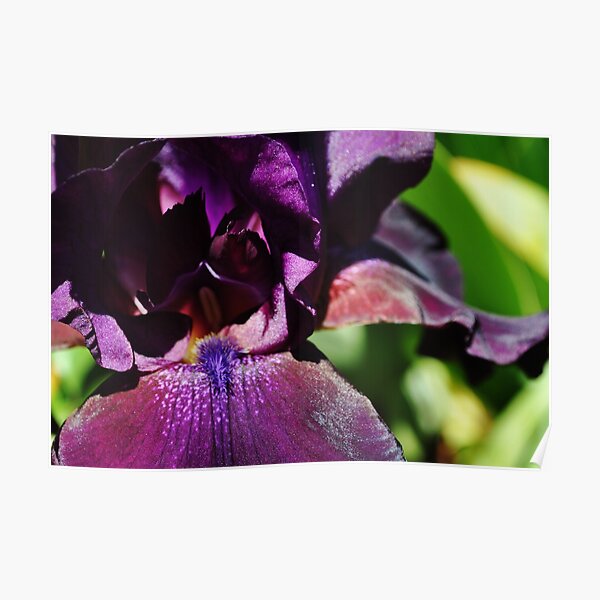 Purple Iris Poster