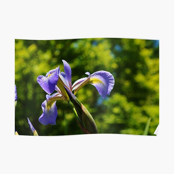 Blue Iris Poster