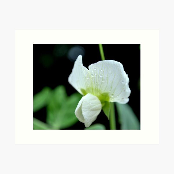 Pea shoots and blooms Art Print