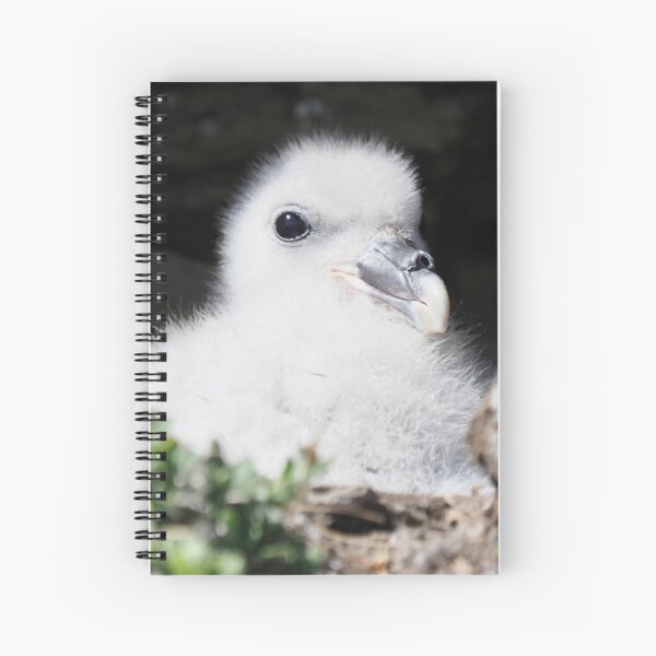 Fulmar chick at Cantick Head on Hoy Spiral Notebook
