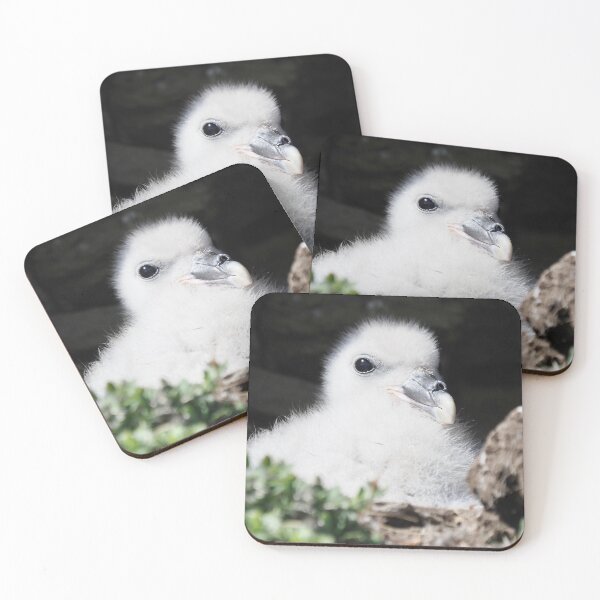 Item preview, Fulmar chick at Cantick Head on Hoy designed and sold by Alan Mackinnon.