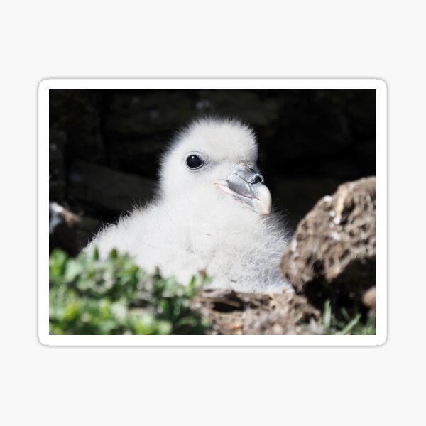 Item preview, Fulmar chick at Cantick Head on Hoy designed and sold by Alan Mackinnon.