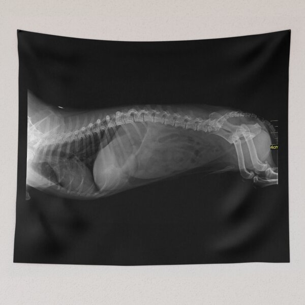 Aperçu de l'œuvre DOg X-Ray créée et vendue par GOATEES75.