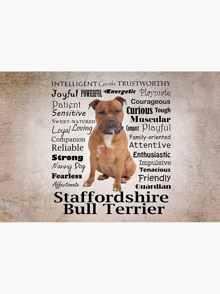 English Staffordshire Staffy Family Dog English Staffy Cross