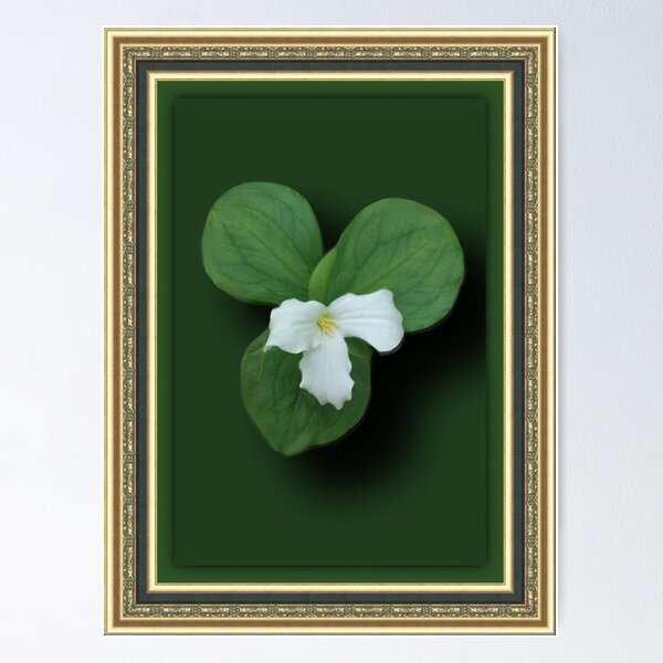 Trillium - Emblem of Ontario Poster for Sale by Holly Cawfield
