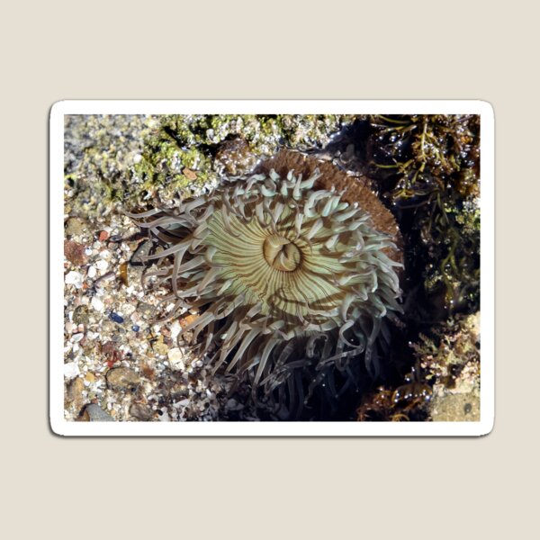 Item preview, Hungry Sea Anemone  designed and sold by heatherfriedman.