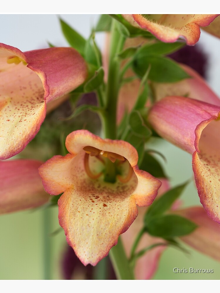 " Digitalis x valinii Beleuchtung Pink = 'Tmdgfp001' Foxglove