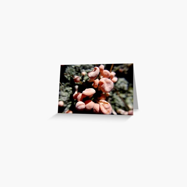 Item preview, Pink Earth Lichen designed and sold by Kathleen Daley.