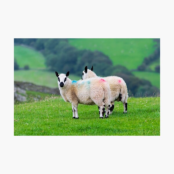Two Kerry Hill Sheep Photographic Print