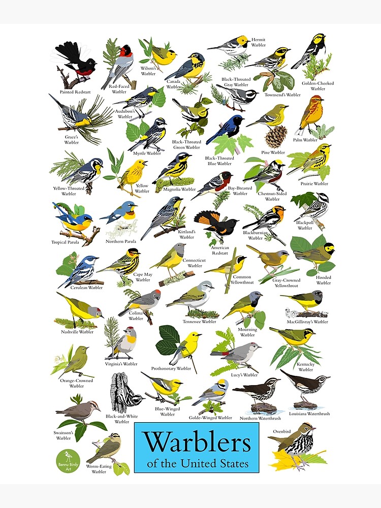 Warblers of the United States by BennuBirdy