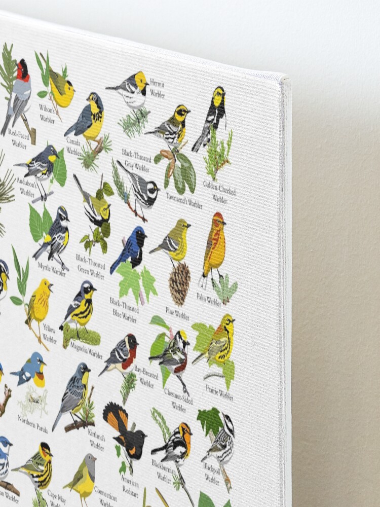 Alternate view of Warblers of the United States Mounted Print