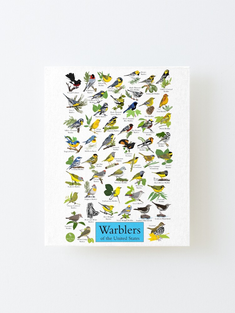 Alternate view of Warblers of the United States Mounted Print
