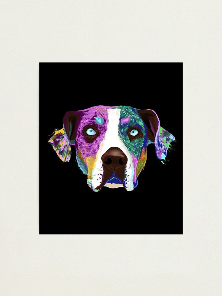 Colored Louisiana Catahoula Leopard Dog