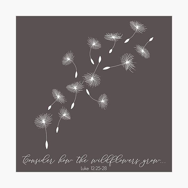 Consider how the wildflowers grow Luke 12:25-28 Photographic Print