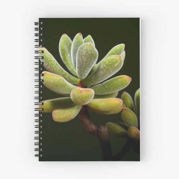 Item preview, Succulent Crassula Congesta designed and sold by Luis Rosales.