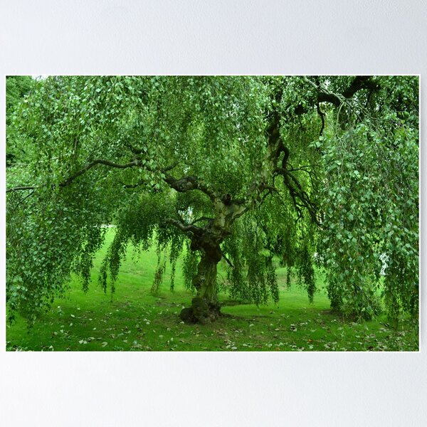 Item preview, Weeping Willow - London designed and sold by Jessica Reilly.