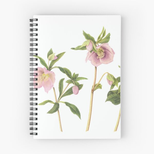 Item preview, Helleborus orientalis - Lenten Rose designed and sold by Cheryl Hodges.