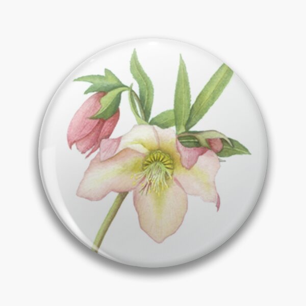 Item preview, Helleborus sp. designed and sold by Cheryl Hodges.