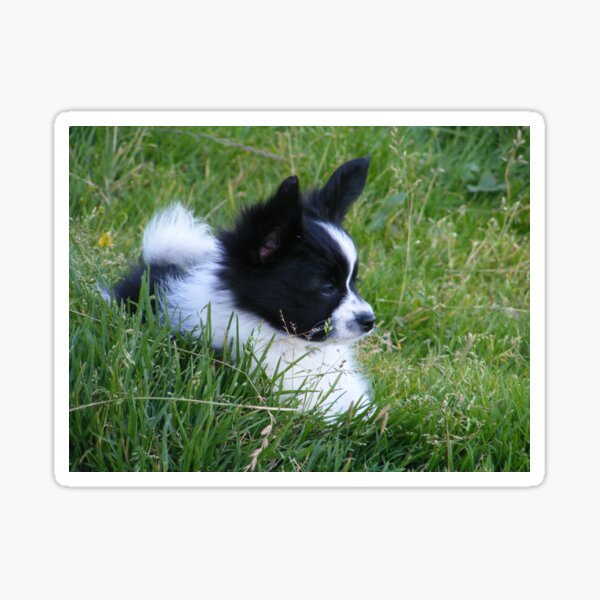 Papillon Pup Sticker