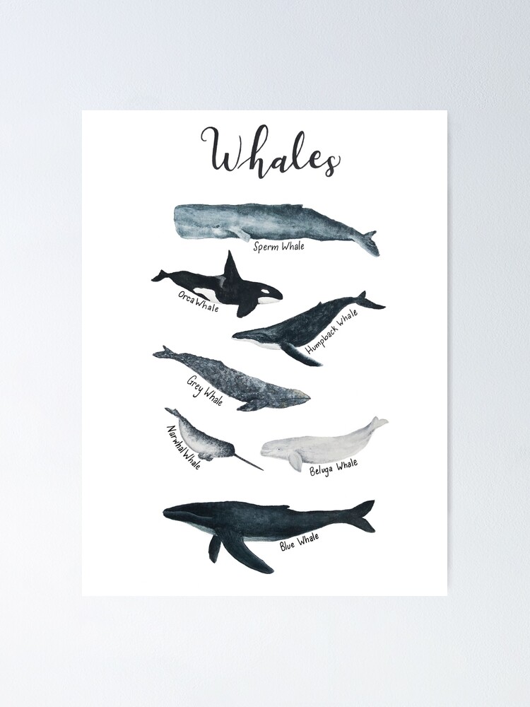 Whale Study