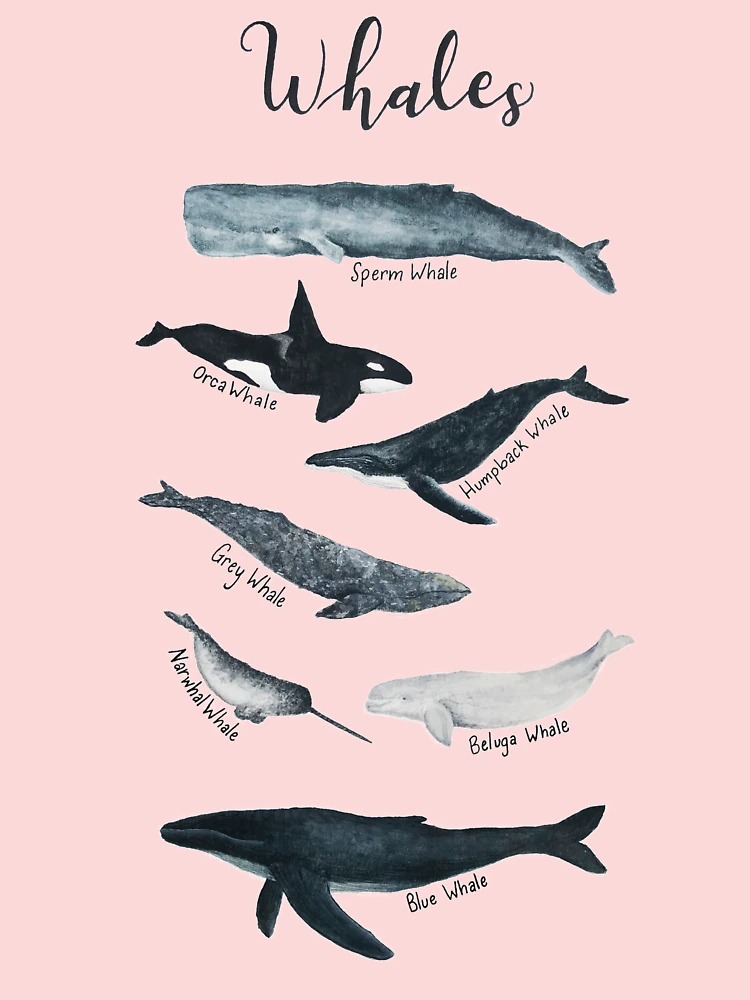 Whale Study | Kids T-Shirt