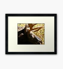 Maine Bull Moose Framed Print
