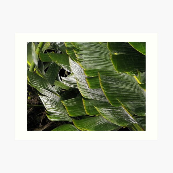 Shapes of Hawai'i - 5 Art Print