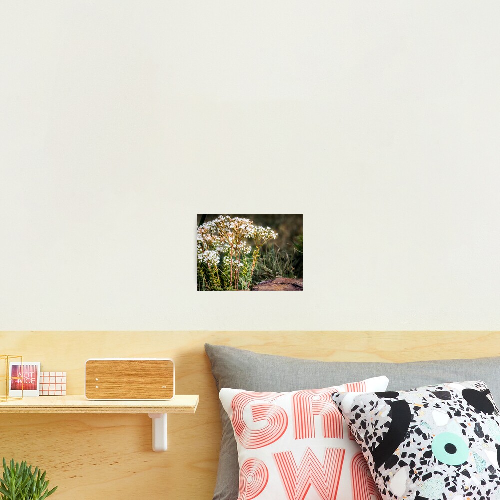 Item preview, Photographic Print designed and sold by littleoldhag.