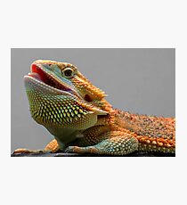 bearded dragon Photographic Print