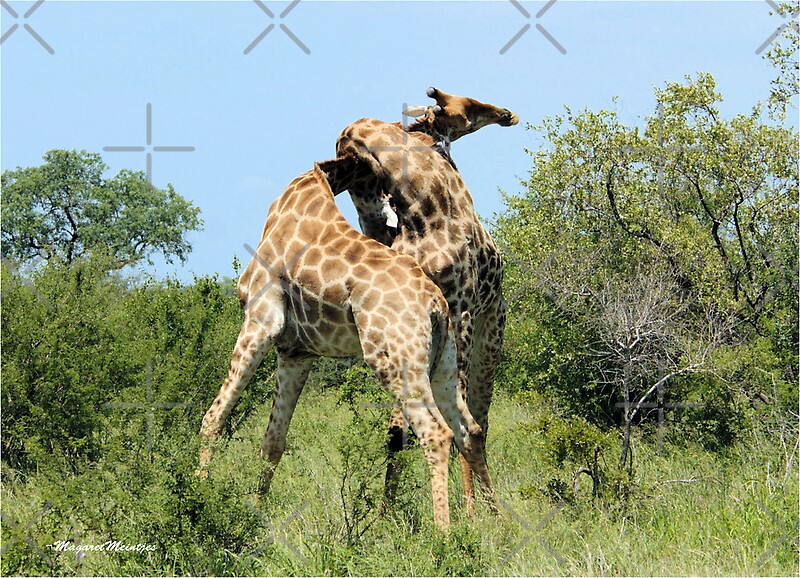 the-spell-giraffe-giraffa-camelopardalis-encounters-in-mating