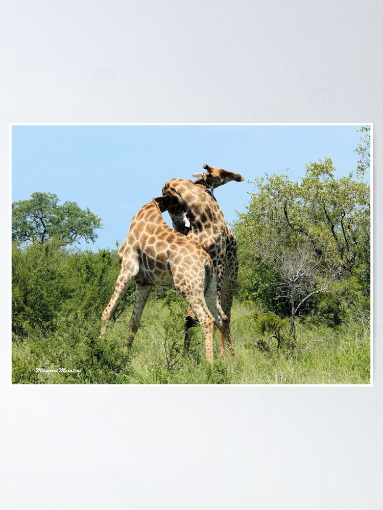 THE SPELL - GIRAFFE - Giraffa camelopardalis - ENCOUNTERS IN MATING SEASON THE SPELL - GIRAFFE - Giraffa camelopardalis - ENCOUNTERS IN MATING SEASON