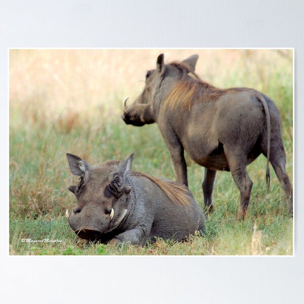 BEAUTY IN THE WARTHOG - Phacochoerus aethiopicus - vlakvark Poster