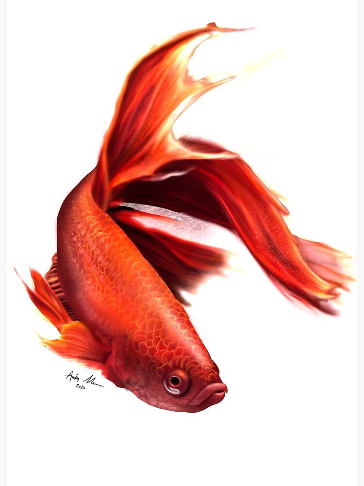 Realistic fish sketch. Carp lake fish. Concept art for horoscope, tattoo,  canning jar sticker, shop label etc 20817580 Vector Art at Vecteezy
