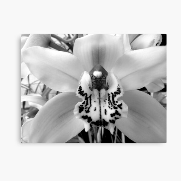 Orchid B&W Canvas Print